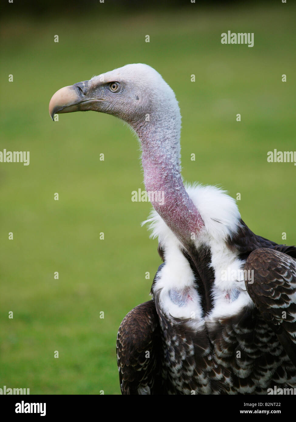 Portrait of a mean looking vulture with it s bald neck and sharp beak Beekse Bergen zoo Hilvarenbeek the Netherlands Stock Photo