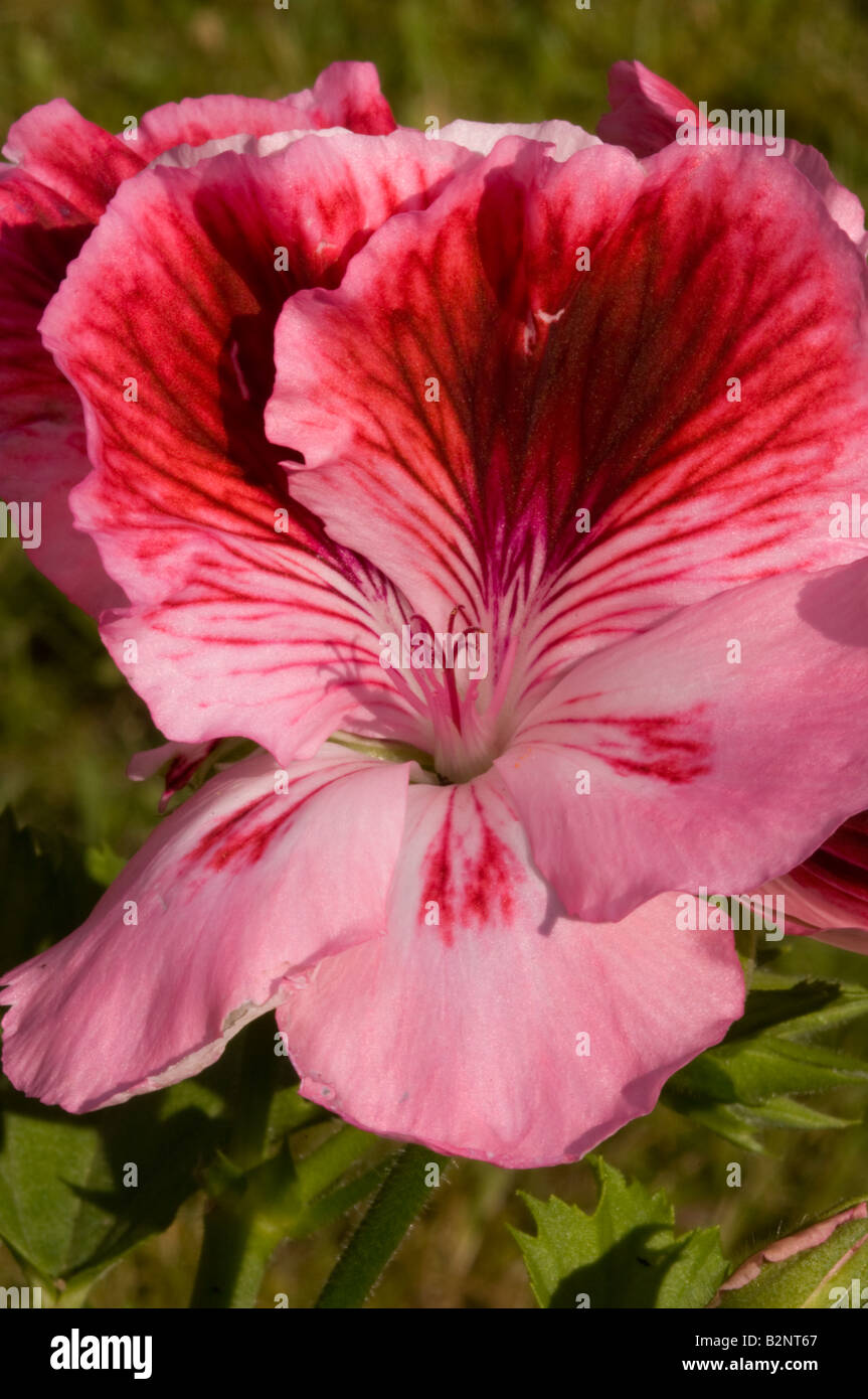 Pelargonium regal Stock Photo
