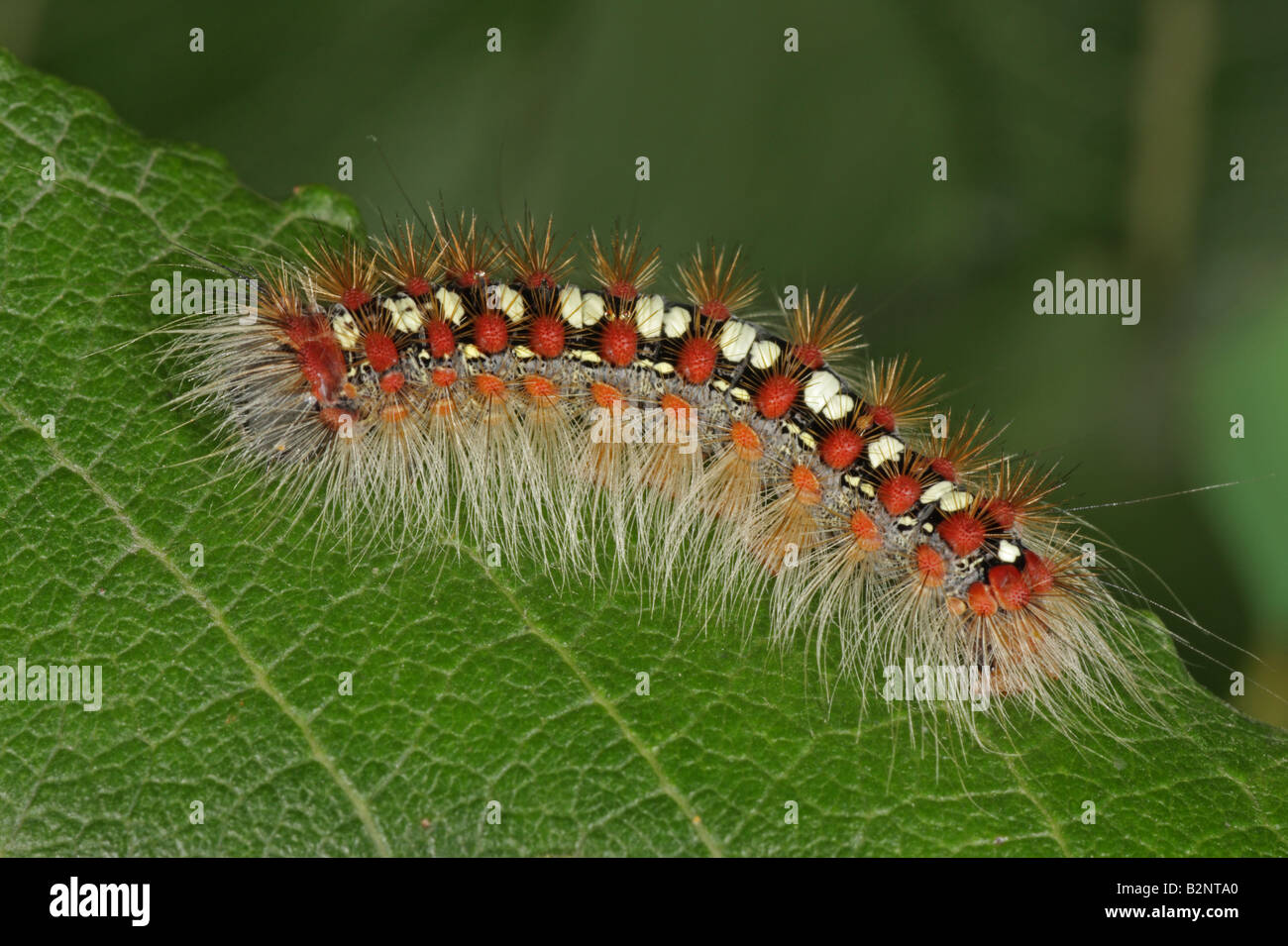 White Satin Moth Larva - Leucoma salicis Stock Photo