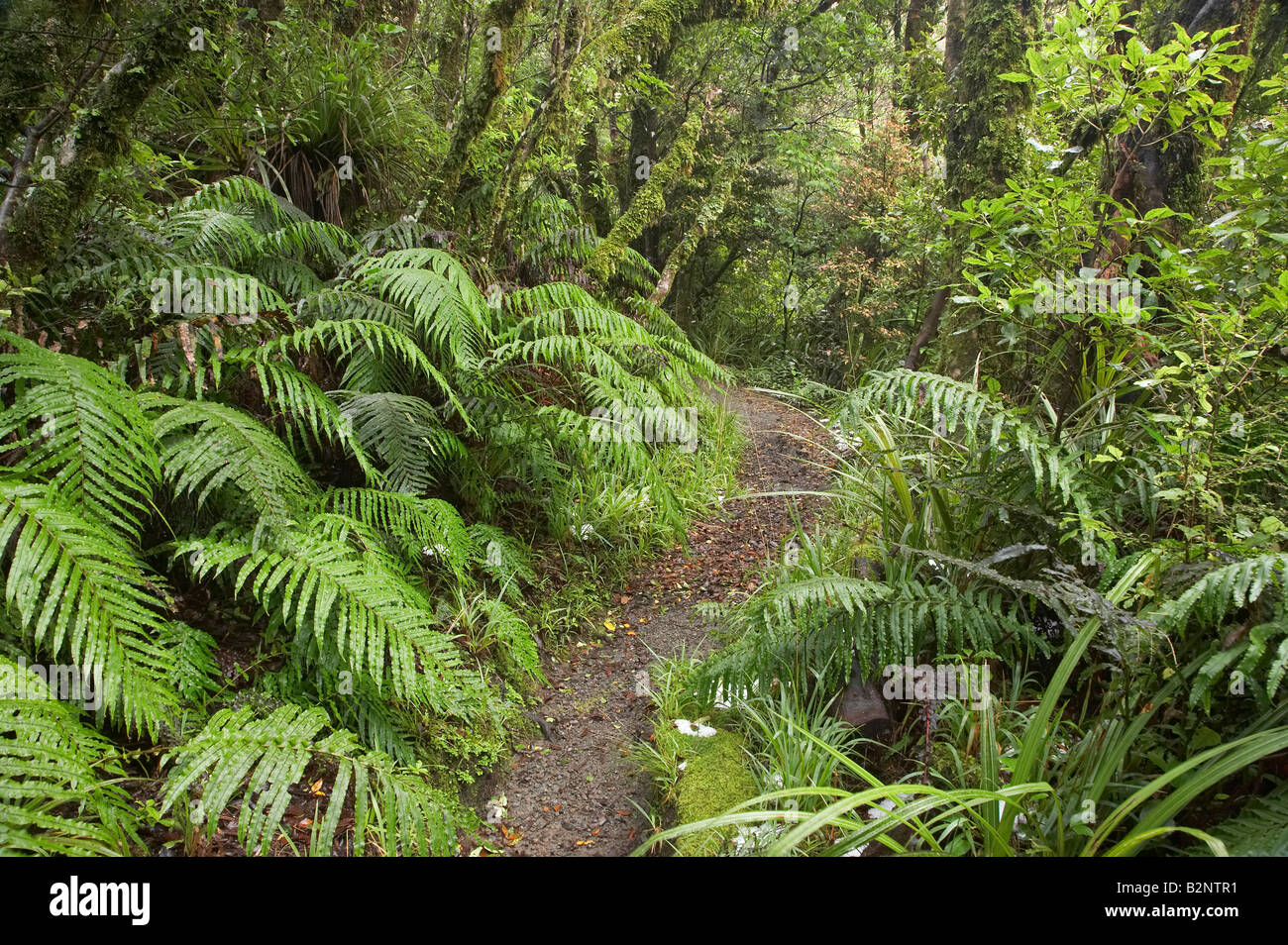 Walking Track to Dawson Falls Mt Taranaki Egmont National Park Taranaki