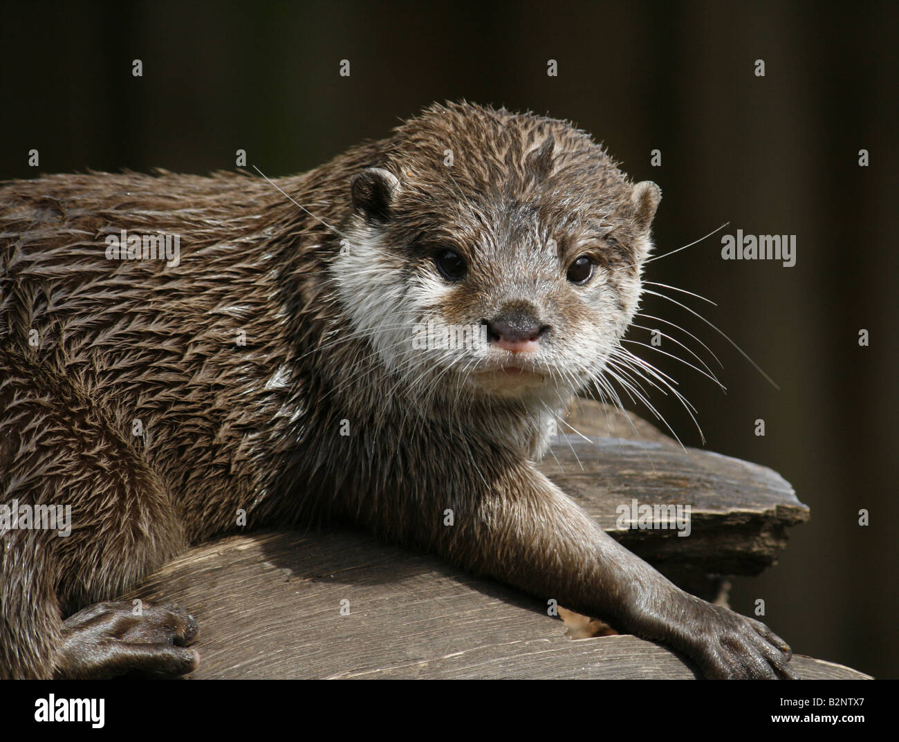Asian short clawed otter (Aonyx Cinerea) at Longleat Safari Park Stock Photo