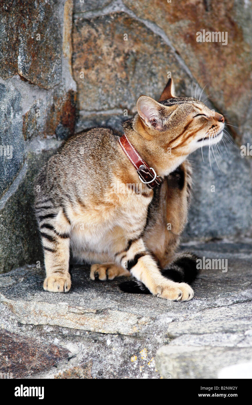 Brown wild cat relaxing on the street in Galicia. Spain. Stock Photo