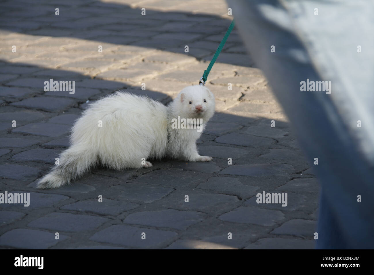 man taking ferret for a walk on a lead leash Stock Photo