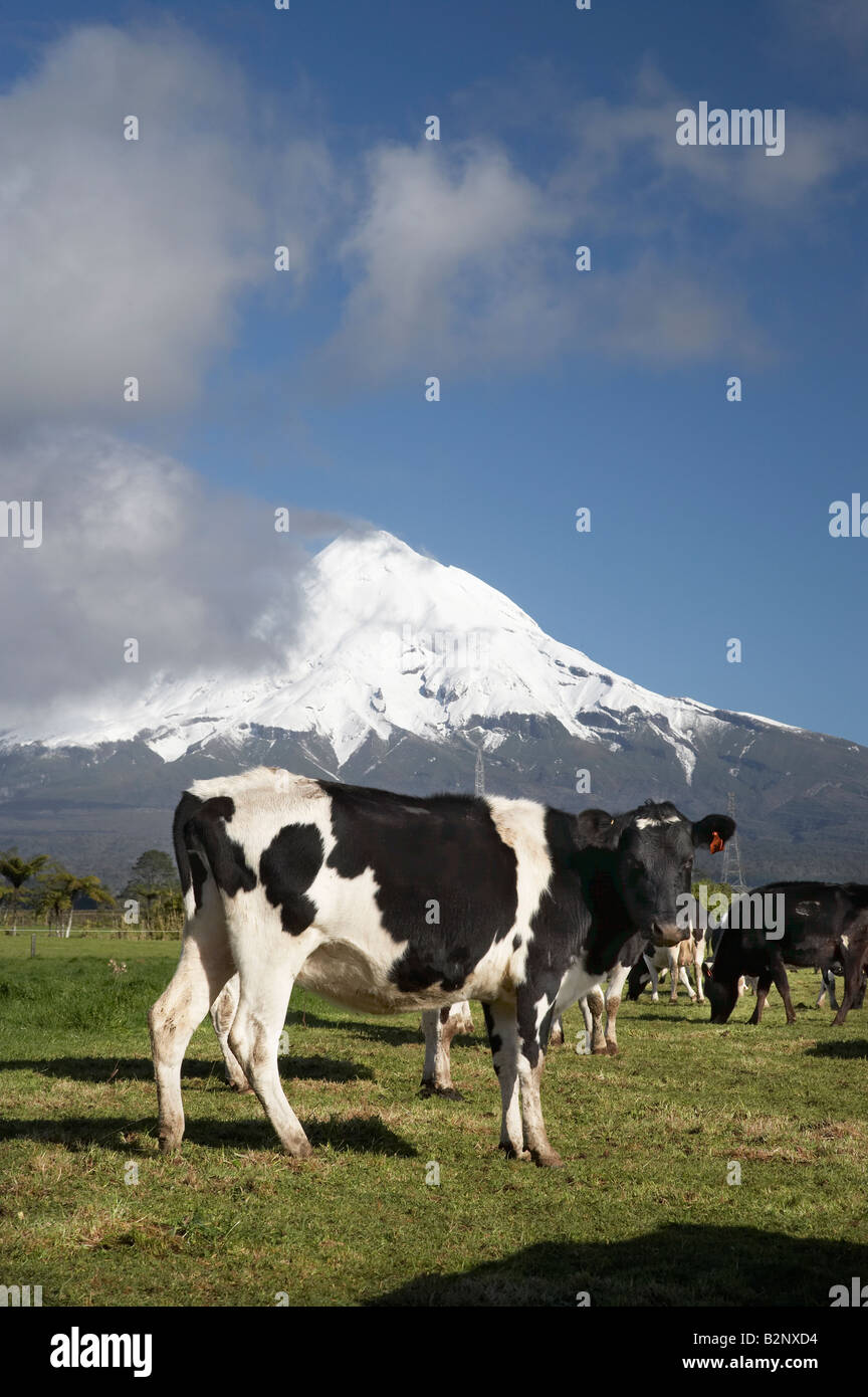 Dairy Cows Farmland near Inglewood and Mt Taranaki Mt Egmont Taranaki North Island New Zealand