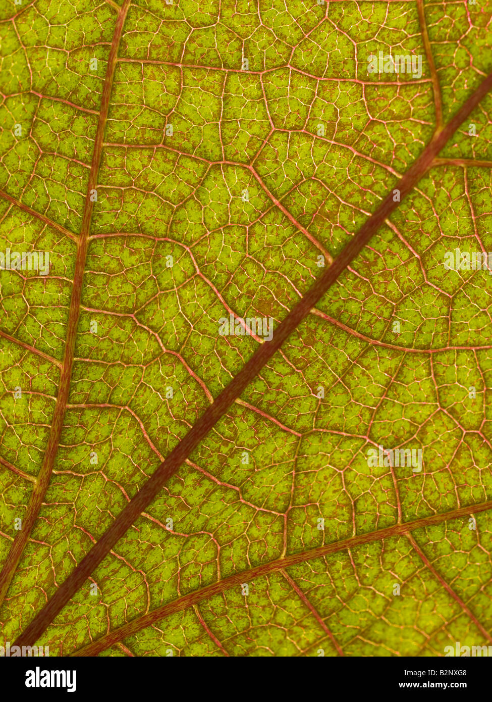 Hyachinth Bean Leaf Veins Stock Photo