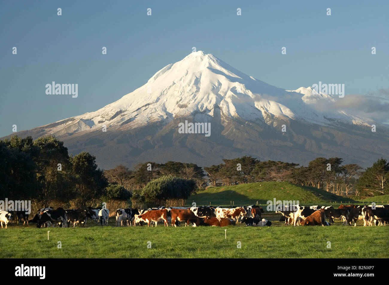 Dairy Cows and Farmland near Opunake and Mt Taranaki Mt Egmont Taranaki North Island New Zealand Stock Photo