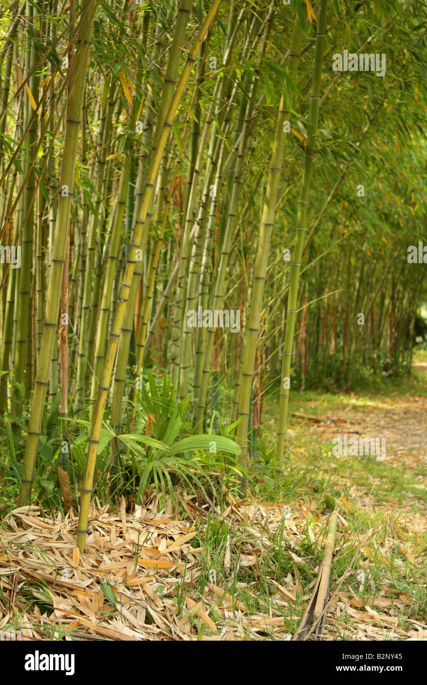 Tall bamboo bush hires stock photography and images Alamy