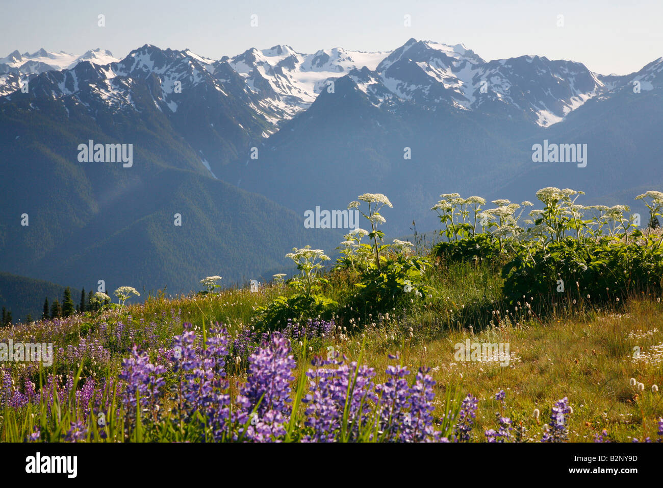 The Olympic Mountains Viewed from Hurricane Ridge on a Sunny Day in ...