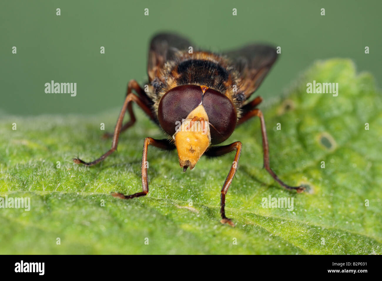 Hover fly Volucella inanis on leaf Potton Bedfordshire Stock Photo