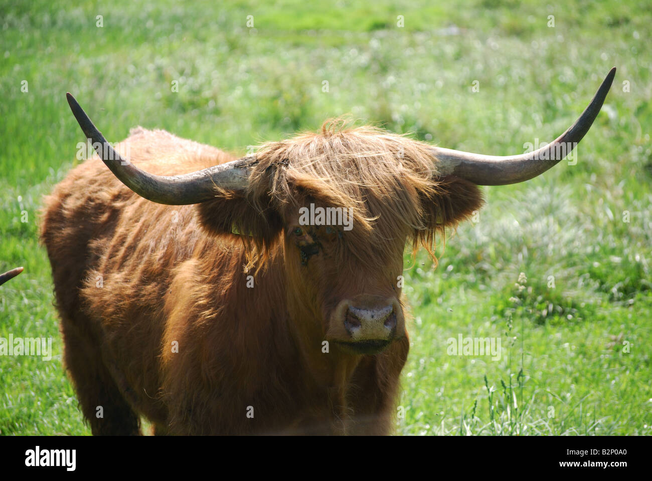 Highland cow horns Stock Photo Alamy