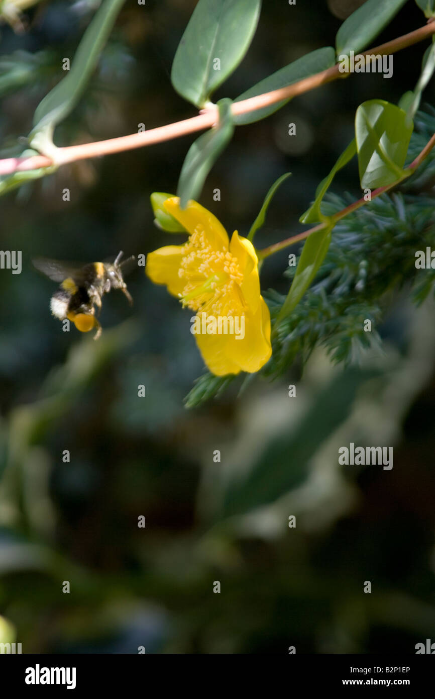 Bee collecting pollen from a St Johns Wort flower. Stock Photo