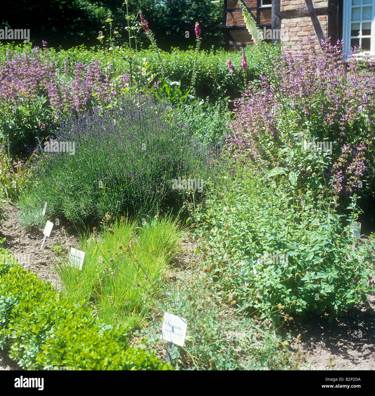 herb garden Stock Photo
