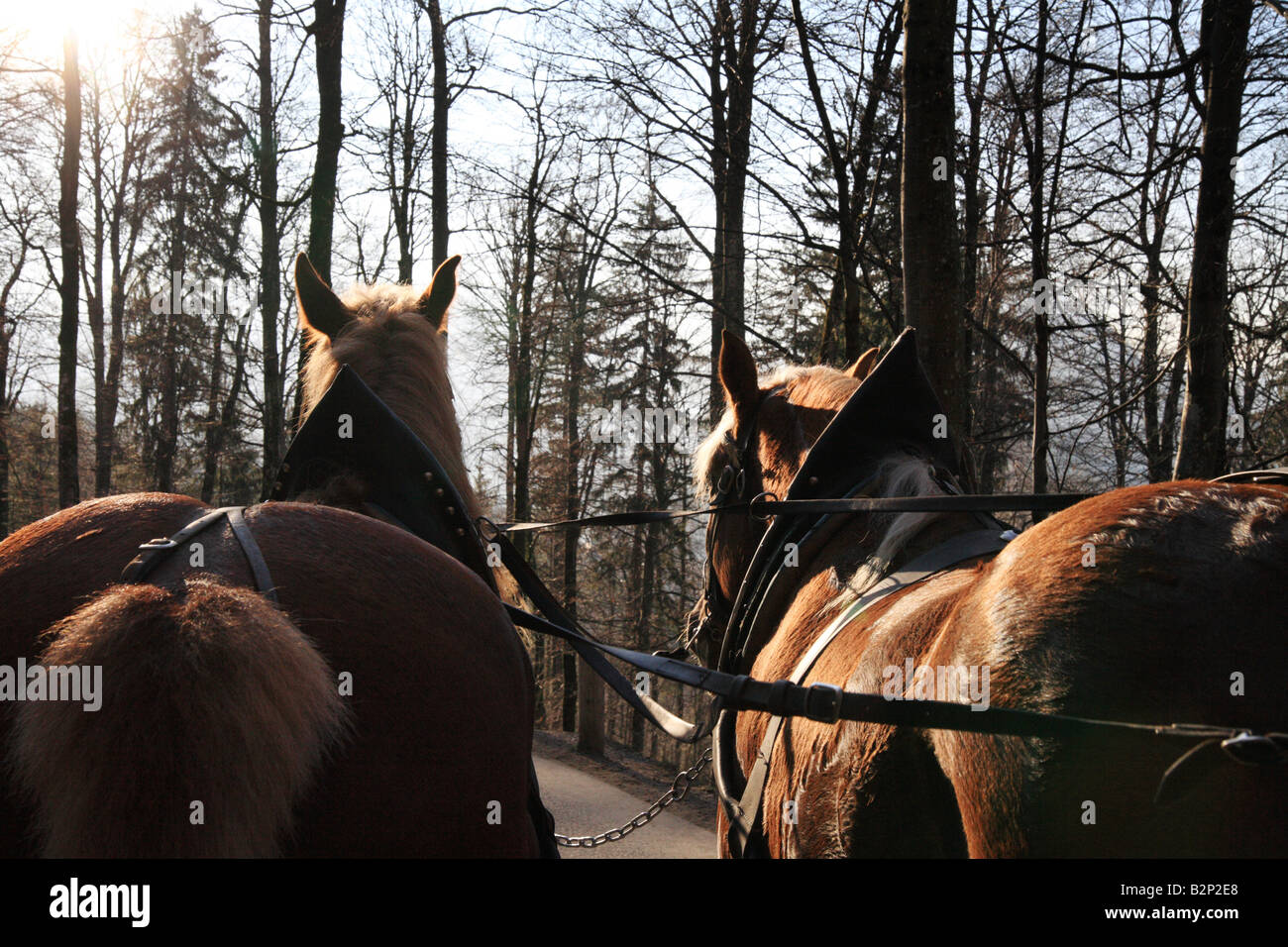 'Horse drawn carriage', which ferries tourists to and from Neuschwanstein Castle Germany, 'Horses'. Stock Photo
