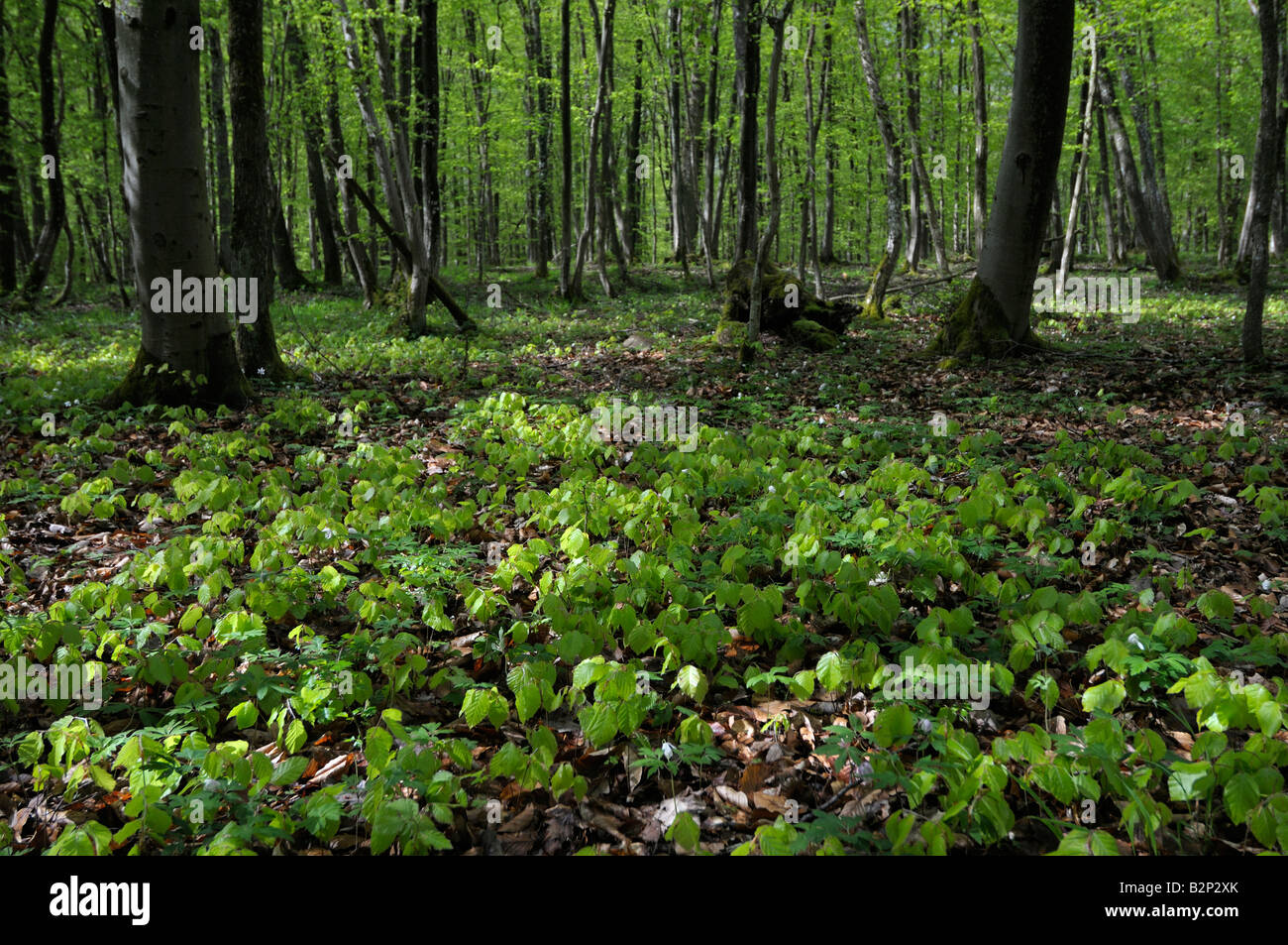 Common Beech, European Beech (Fagus sylvatica). Two year old young plants on forest floor Stock Photo