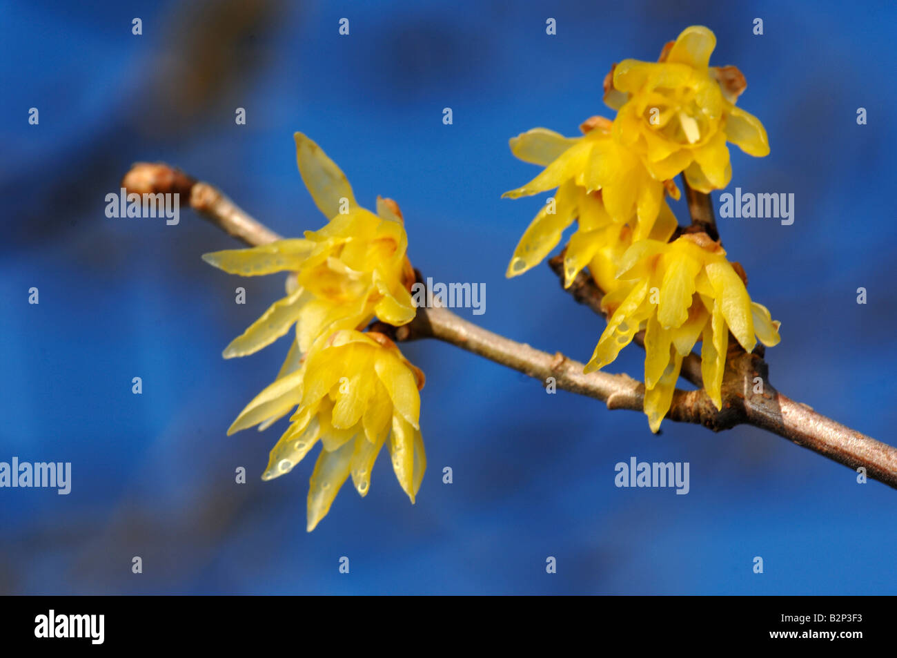 Japanese Allspice (Chimonanthus praecox), flowering twig Stock Photo