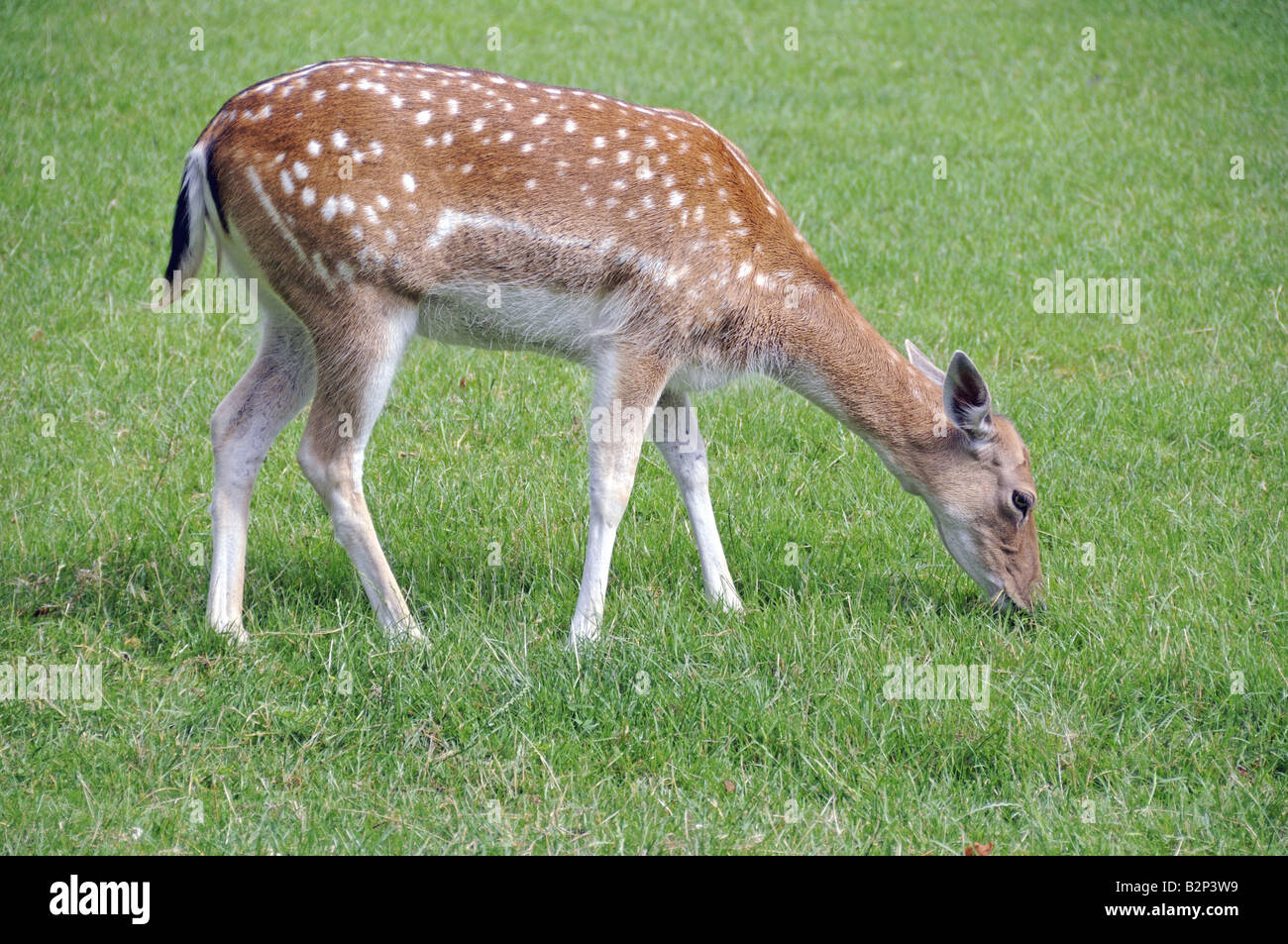 Fallow Deer Dama dama grazing Stock Photo