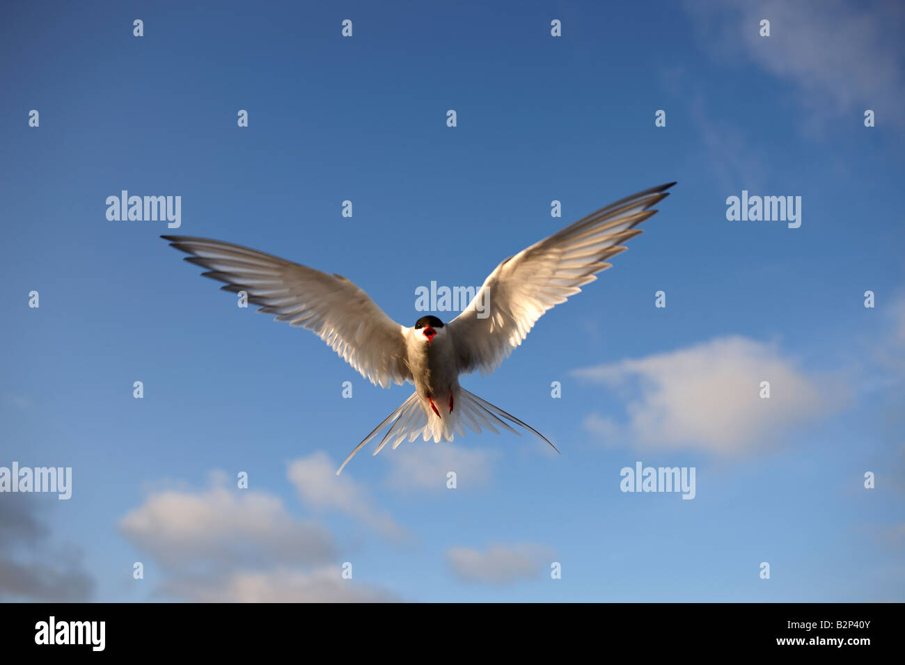 Arctic Tern and blue sky in Reykjavik Iceland Stock Photo