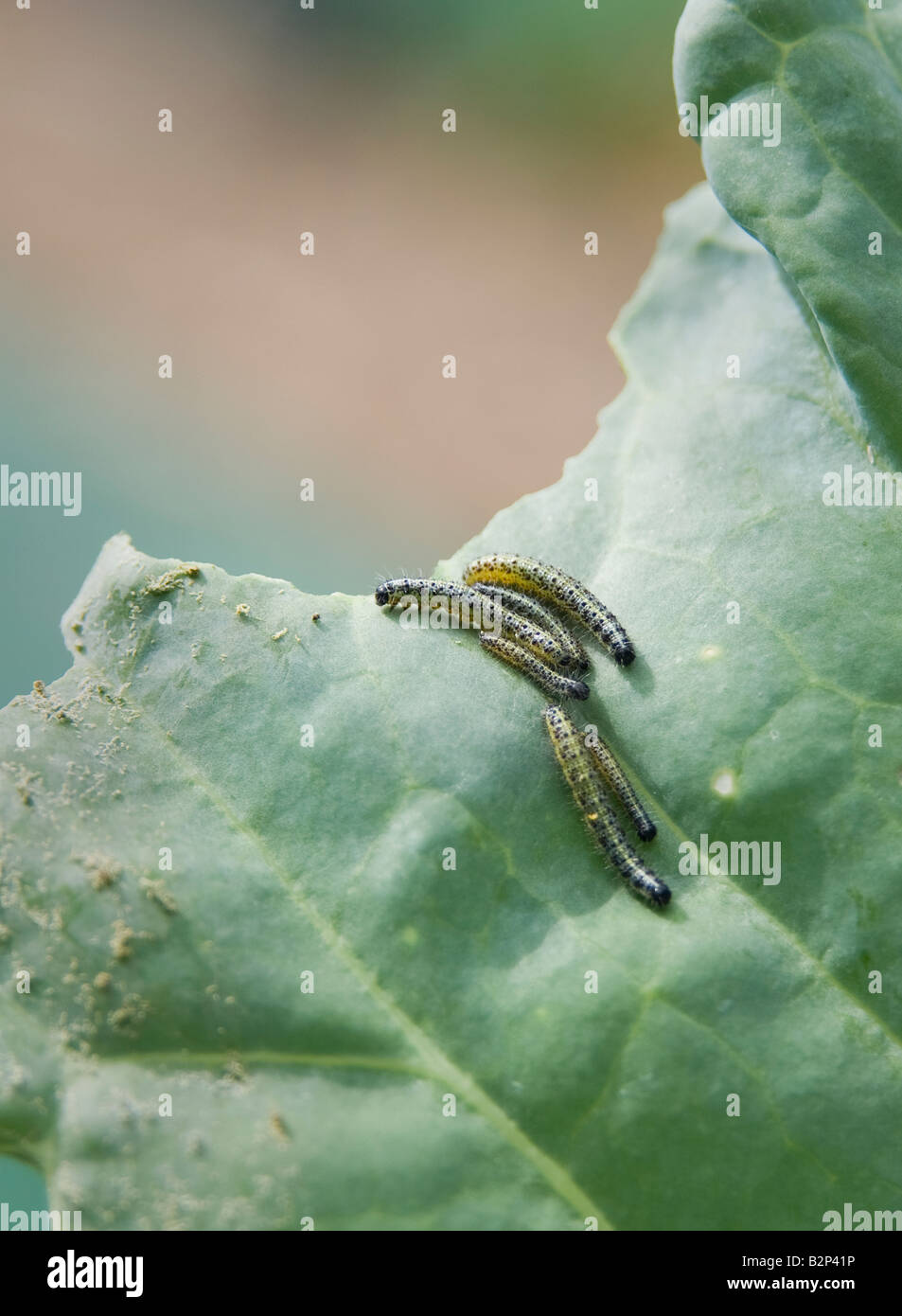Cabbage white caterpillar hires stock photography and images Alamy