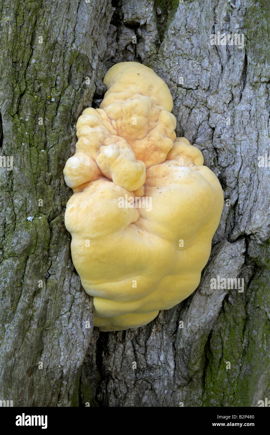 Sulphur Shelf Chicken Of The Woods Laetiporus Sulphureus Polyporus Sulfureus Young Growing On A Tree Trunk Stock Photo Alamy