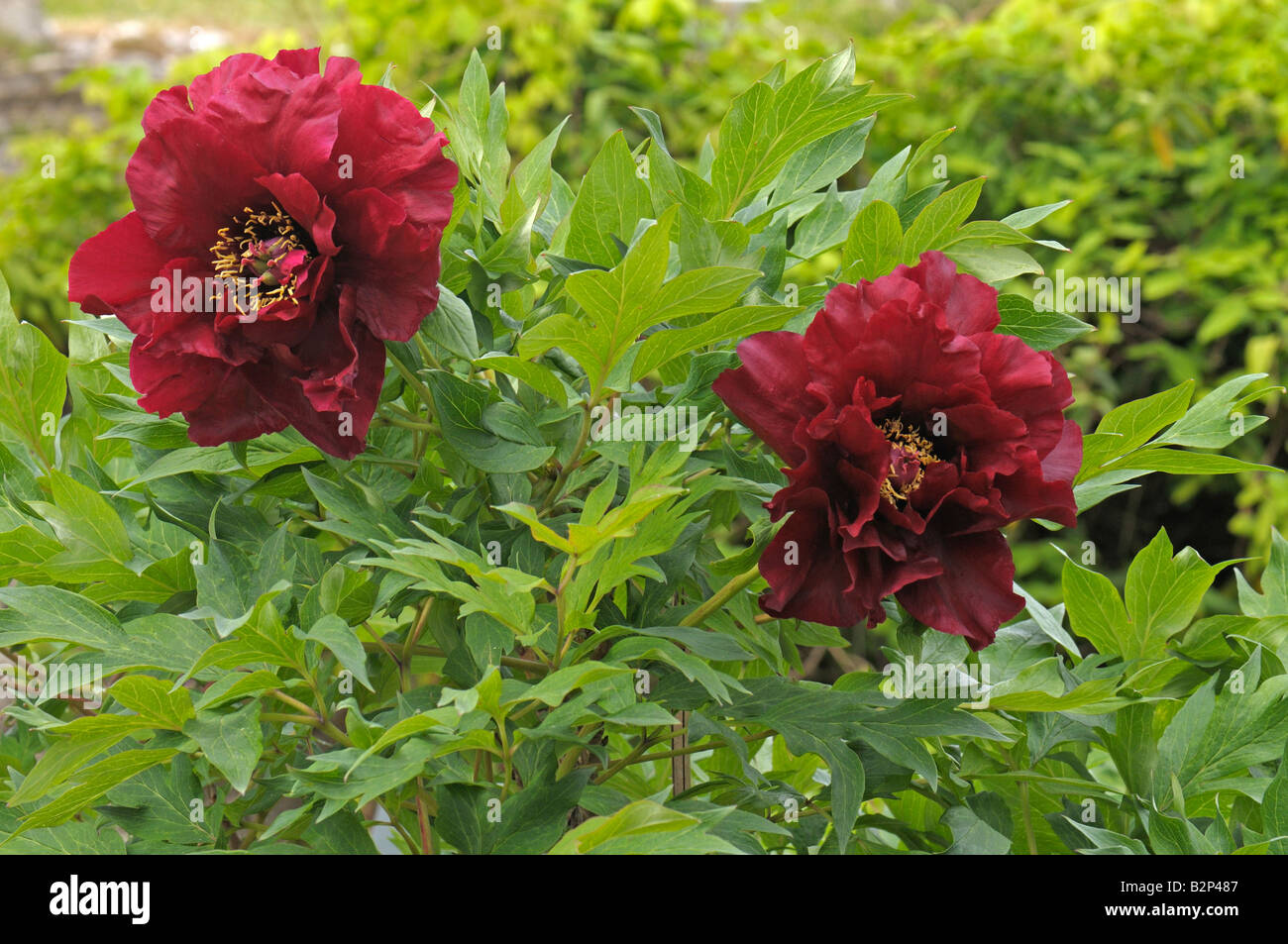 Tree Paeony (Paeonia Hephestos), flowers Stock Photo