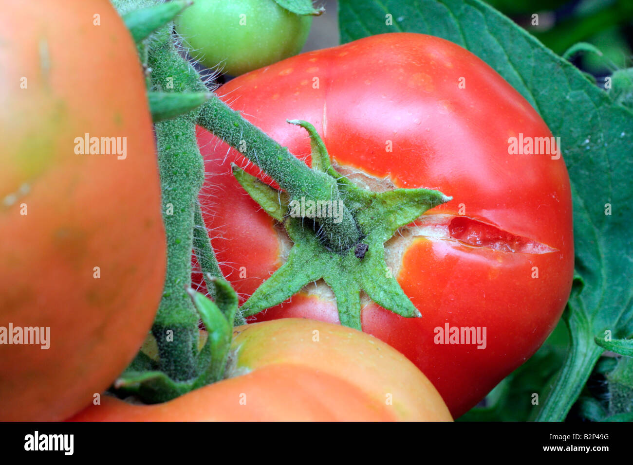 SOLANUM LYCOPERSICUM TOMATO LEGEND SHOWING CRACKING OF FRUITS CAUSED BY FLUCTUATING MOSITURE LEVELS Stock Photo