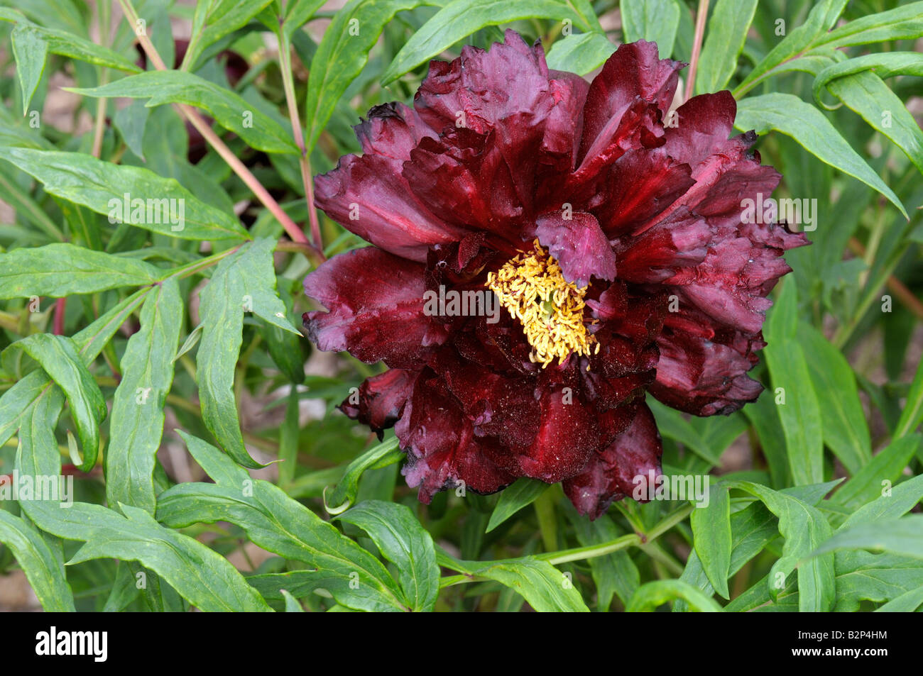 Yellow Paeony (Paeonia Black Panther), flower Stock Photo - Alamy