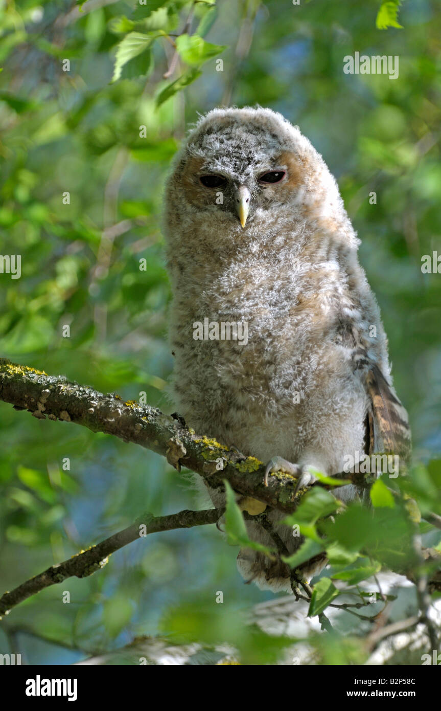 Tawny Owl (Strix aluco), juvenile perched on branch Stock Photo