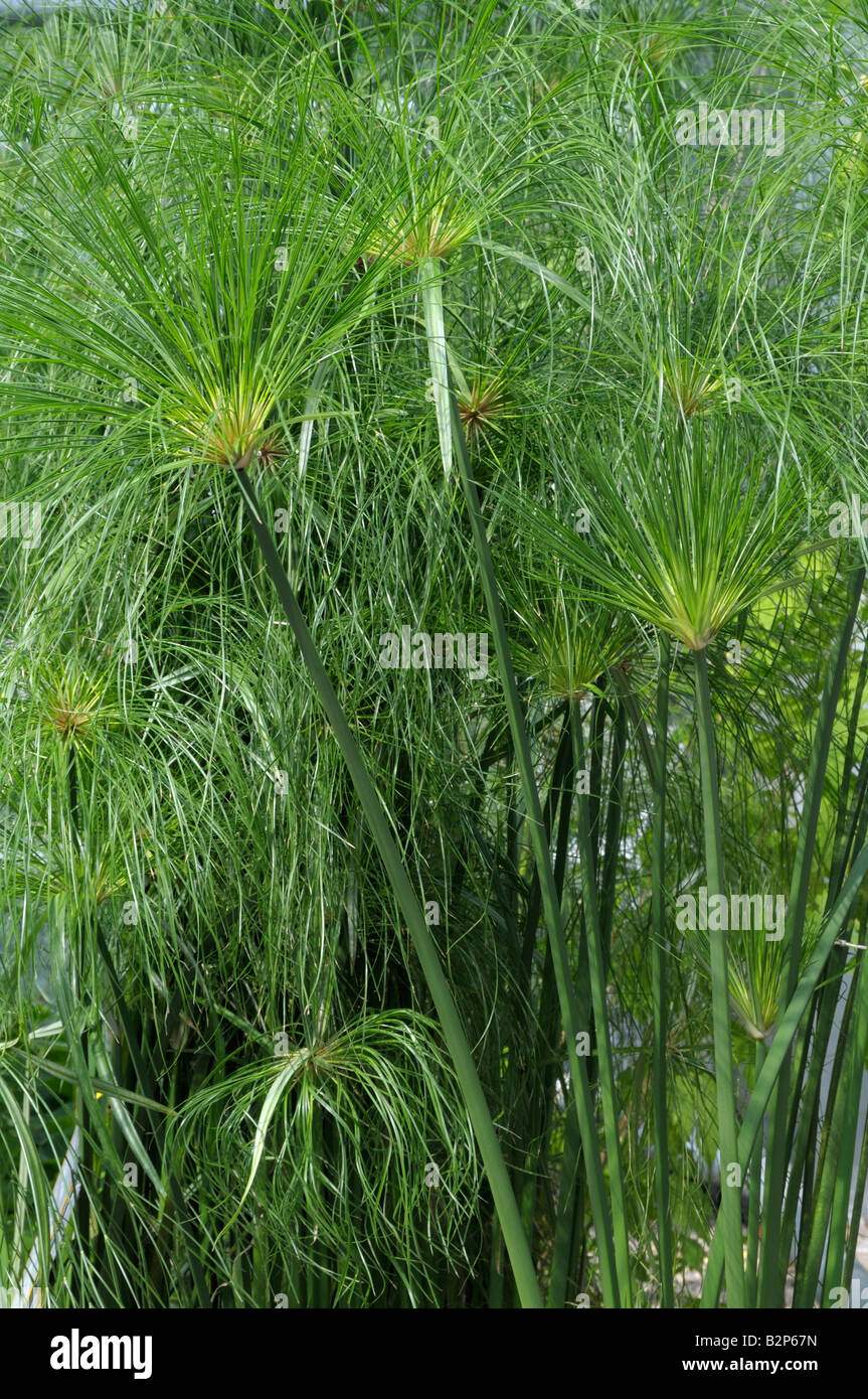 Egyptian Paper Plant, Papyrus Sedge, Paper Reed (Cyperus papyrus), stems and leaves Stock Photo