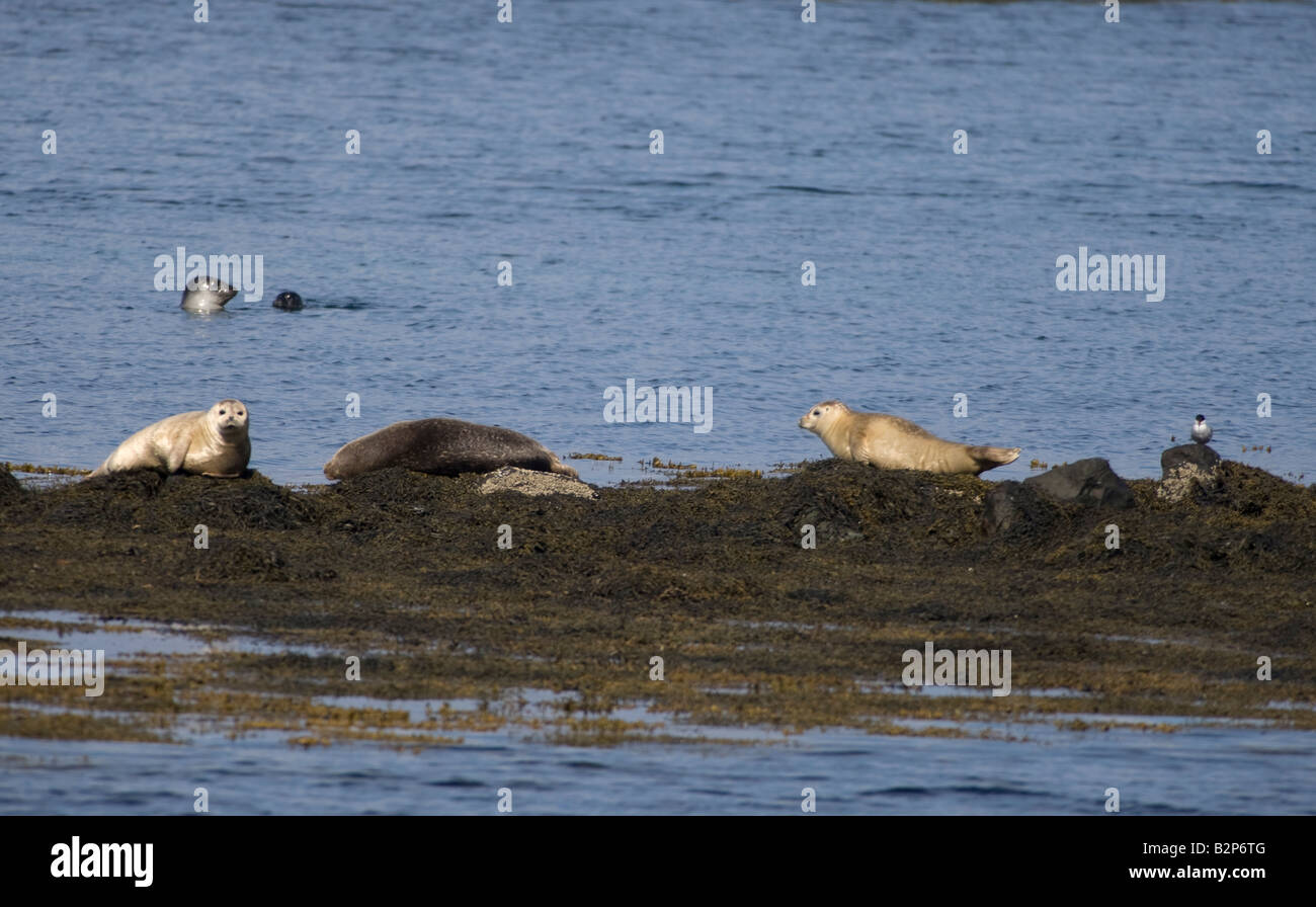 Seals at Illugastadir north of Iceland Stock Photo