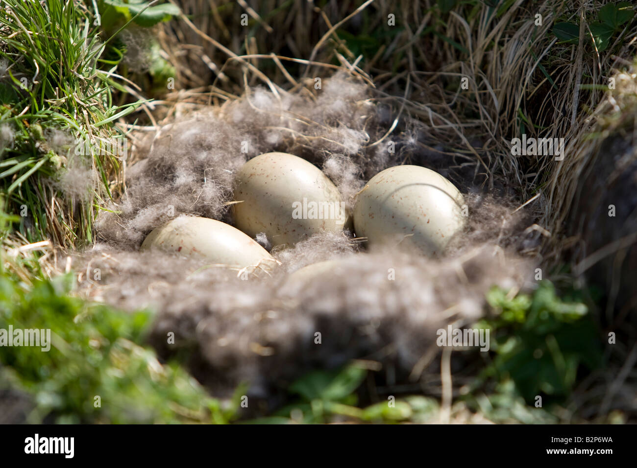 Eggs in a nest at Illugastadir north of Iceland Stock Photo