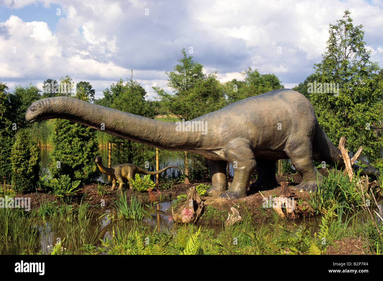 Apatosaurus, Brontosaurus, female with young, life seized model Stock Photo