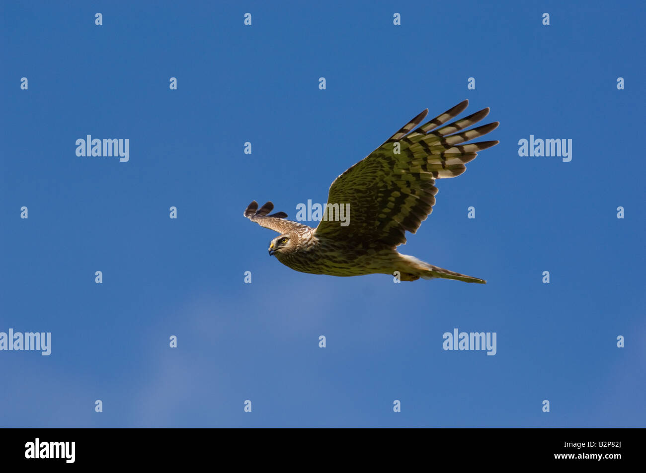 Adult female Hen harrier, Circus cyaneus, in flight Stock Photo