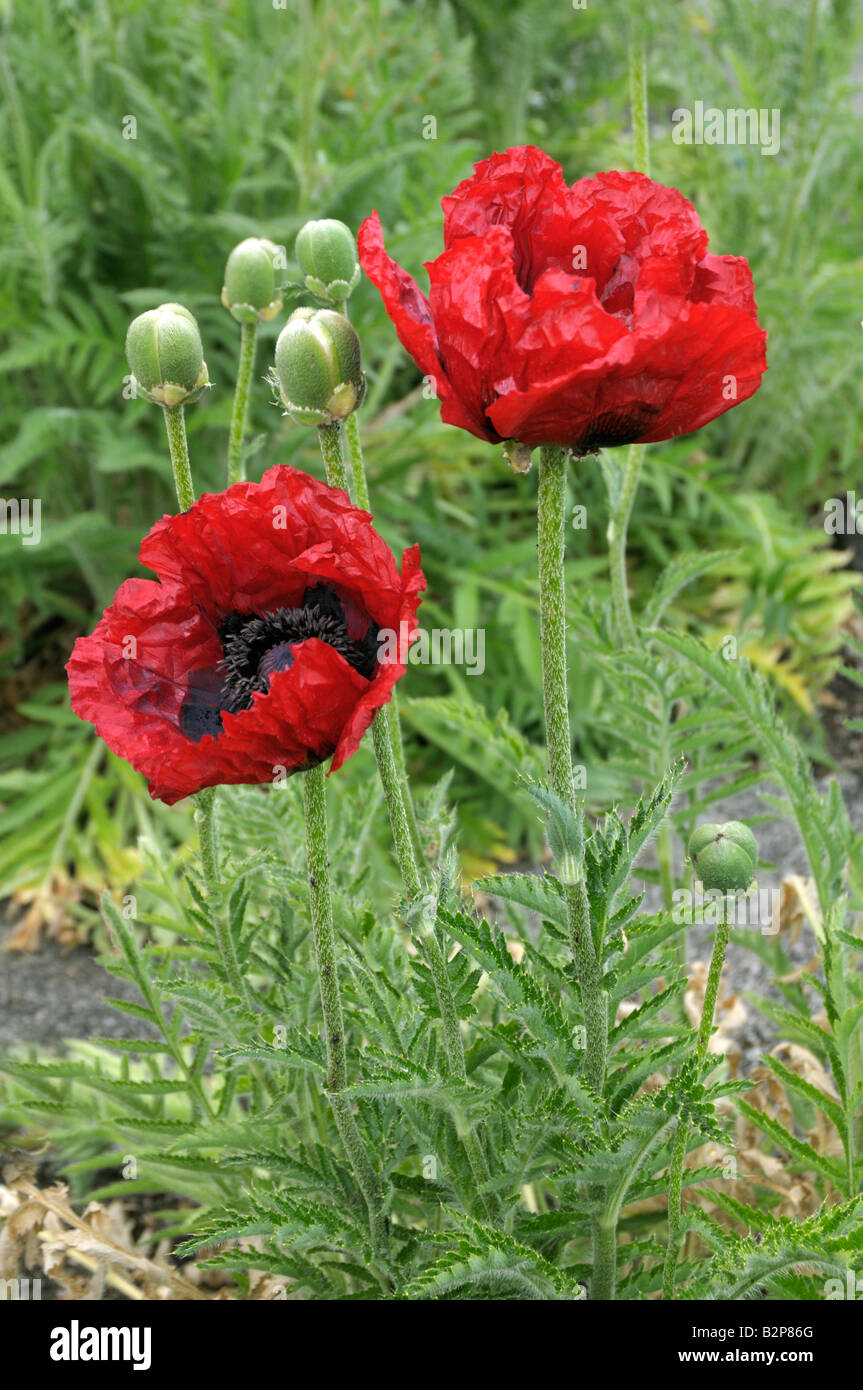 Iranian Poppy (Papaver bracteatum), flowering Stock Photo - Alamy