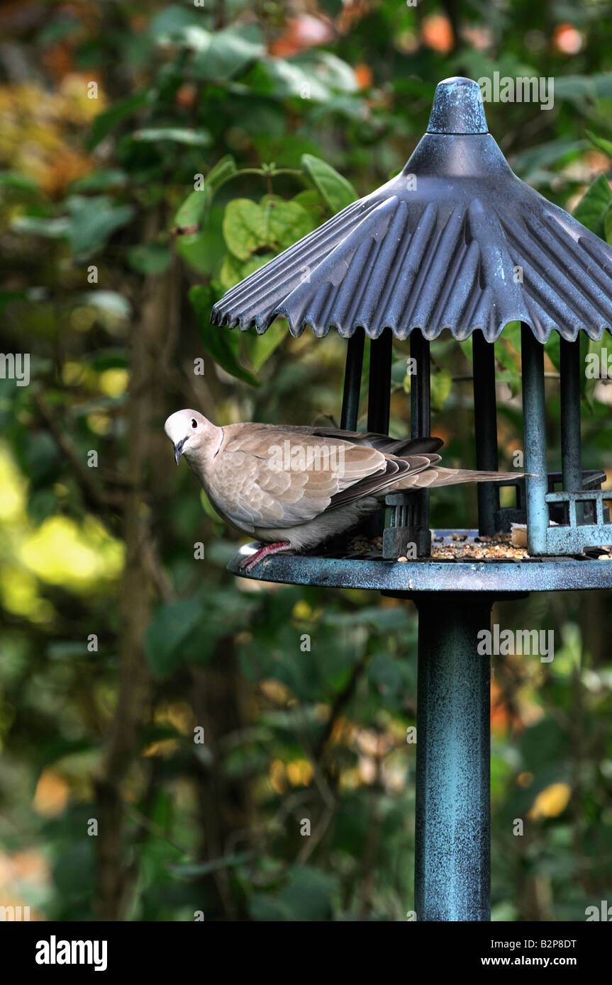 Collared Dove in Bird house Stock Photo Alamy