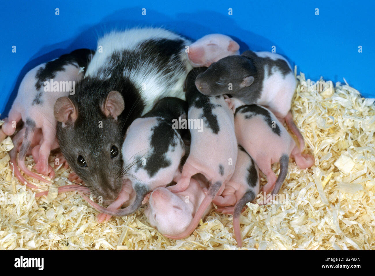 Domestic Rat, Pet Rat (Rattus norwegicus domesticus), mother with ten days old young Stock Photo