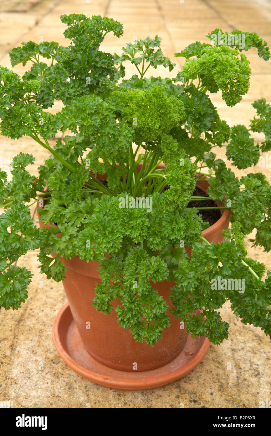 organic curled leaf parsley growing in pot Stock Photo Alamy