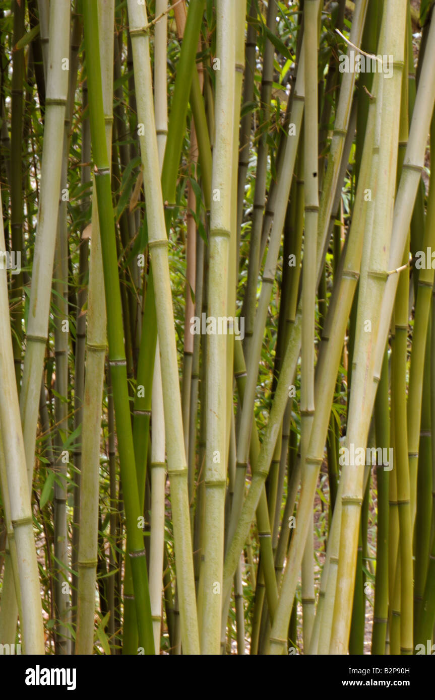 Bamboo (Phyllostachys propinqua), stems with leaves Stock Photo