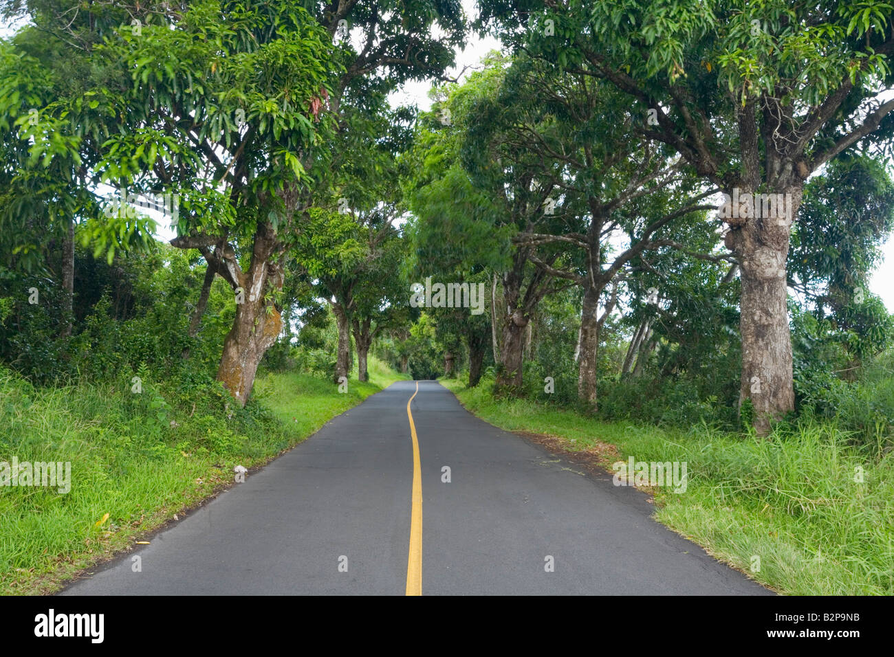 Pohoiki Road in the Puna District Big Island Hawaii USA Stock Photo