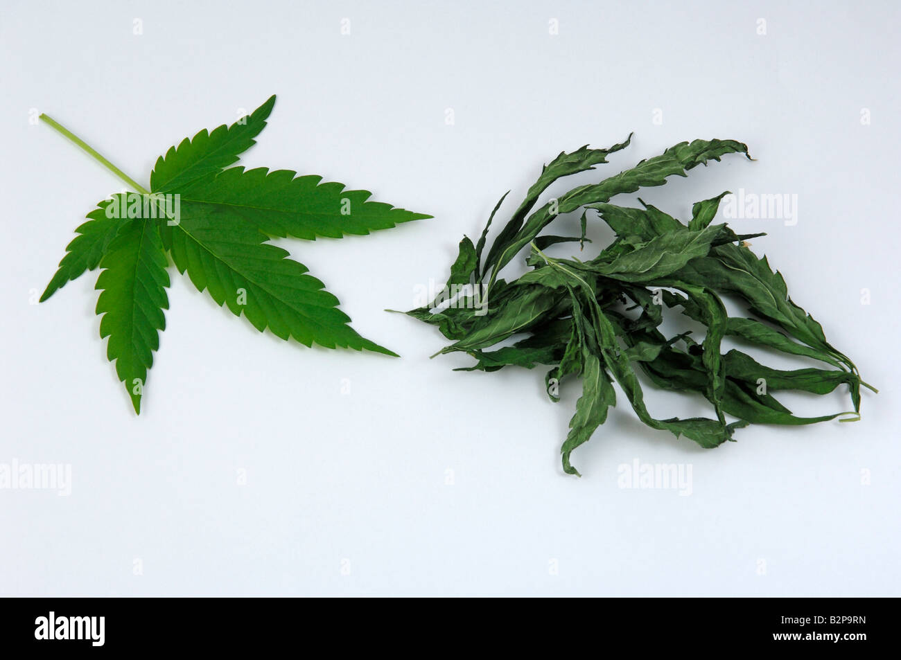 Hemp, Cannabis (Cannabis sativa), fresh leaf and dried leaves, studio picture Stock Photo