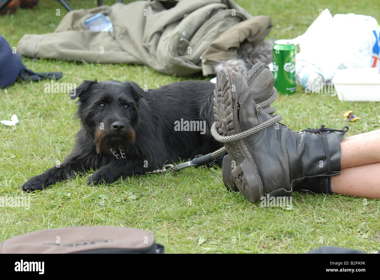 A Patterdale Rough Haired Lakeland Fell Terrier Dog At The Stock