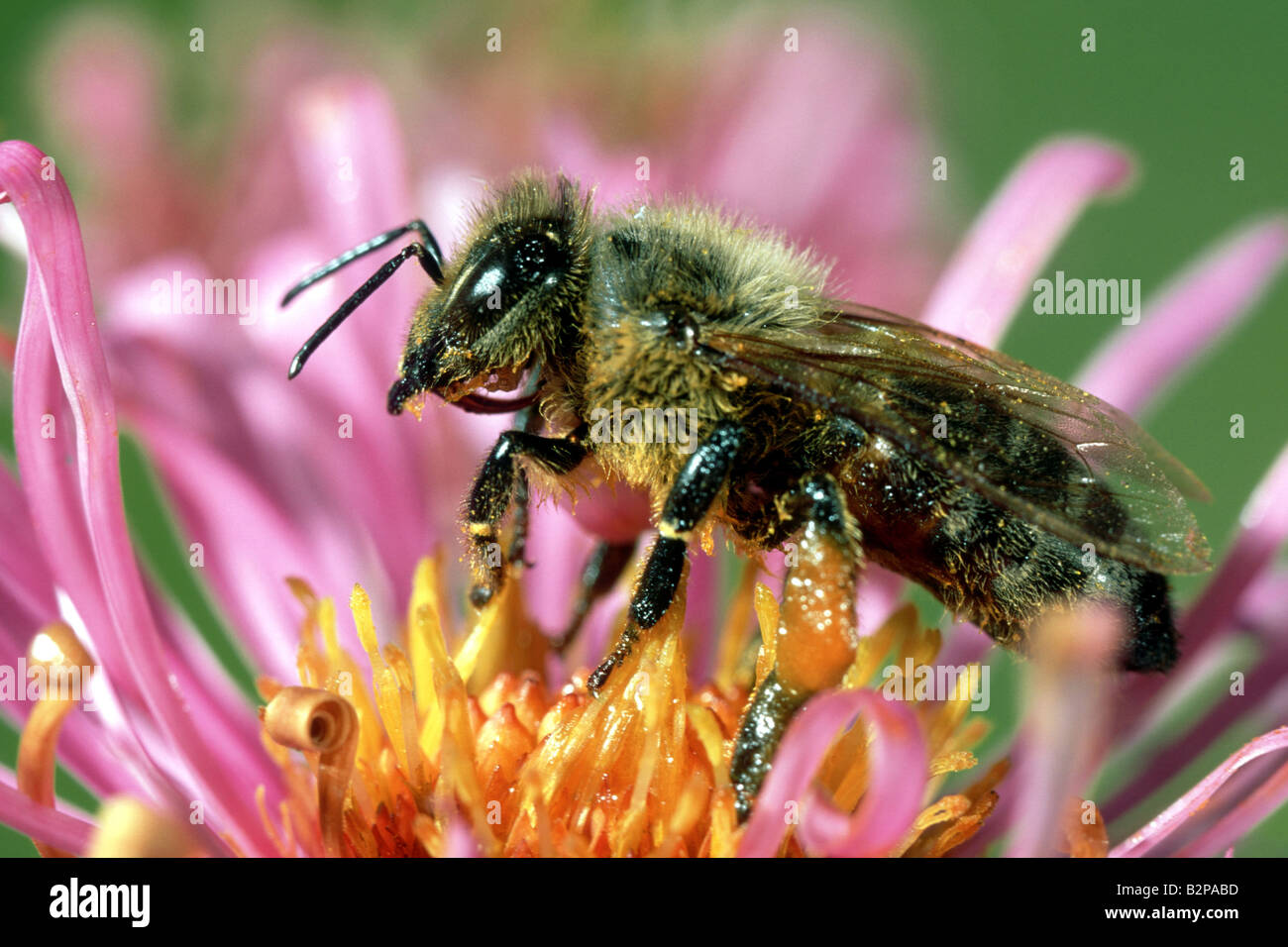 Honey Bee (Apis mellifica, Apis mellifera), breed Carnica on aster