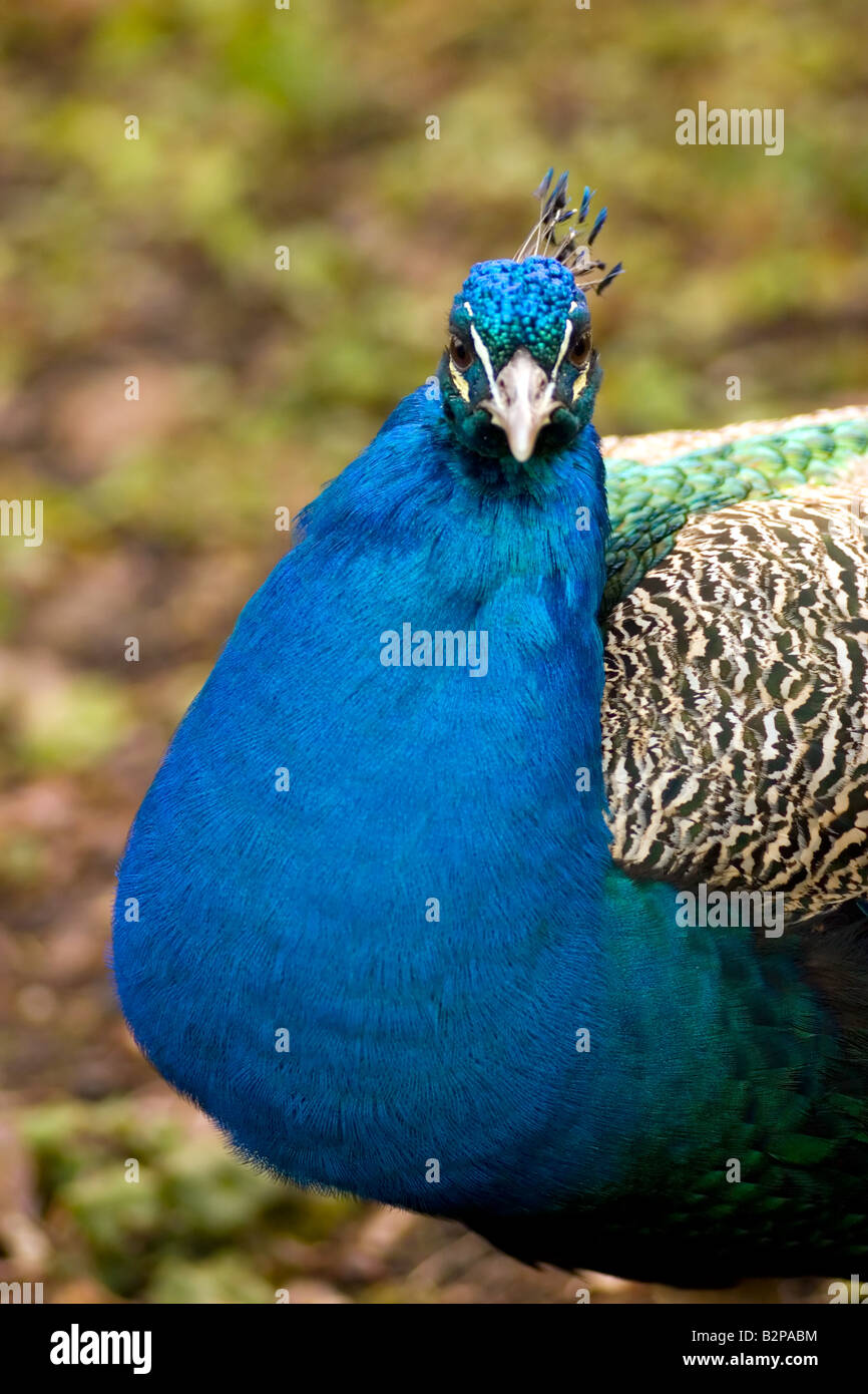 Close-up of the common peafowl (Pavo cristatus) in amusement park the Efteling, the Netherlands. Stock Photo