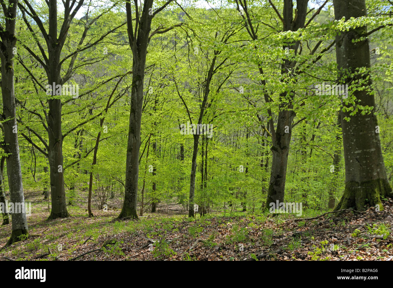 Common Beech, European Beech (Fagus sylvatica), forest in spring Stock Photo
