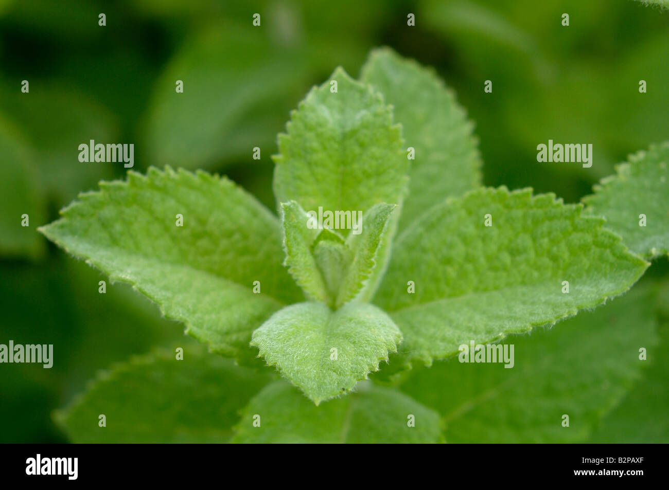Apple Mint, Pineapple Mint (Mentha suaveolens), leaves Stock Photo