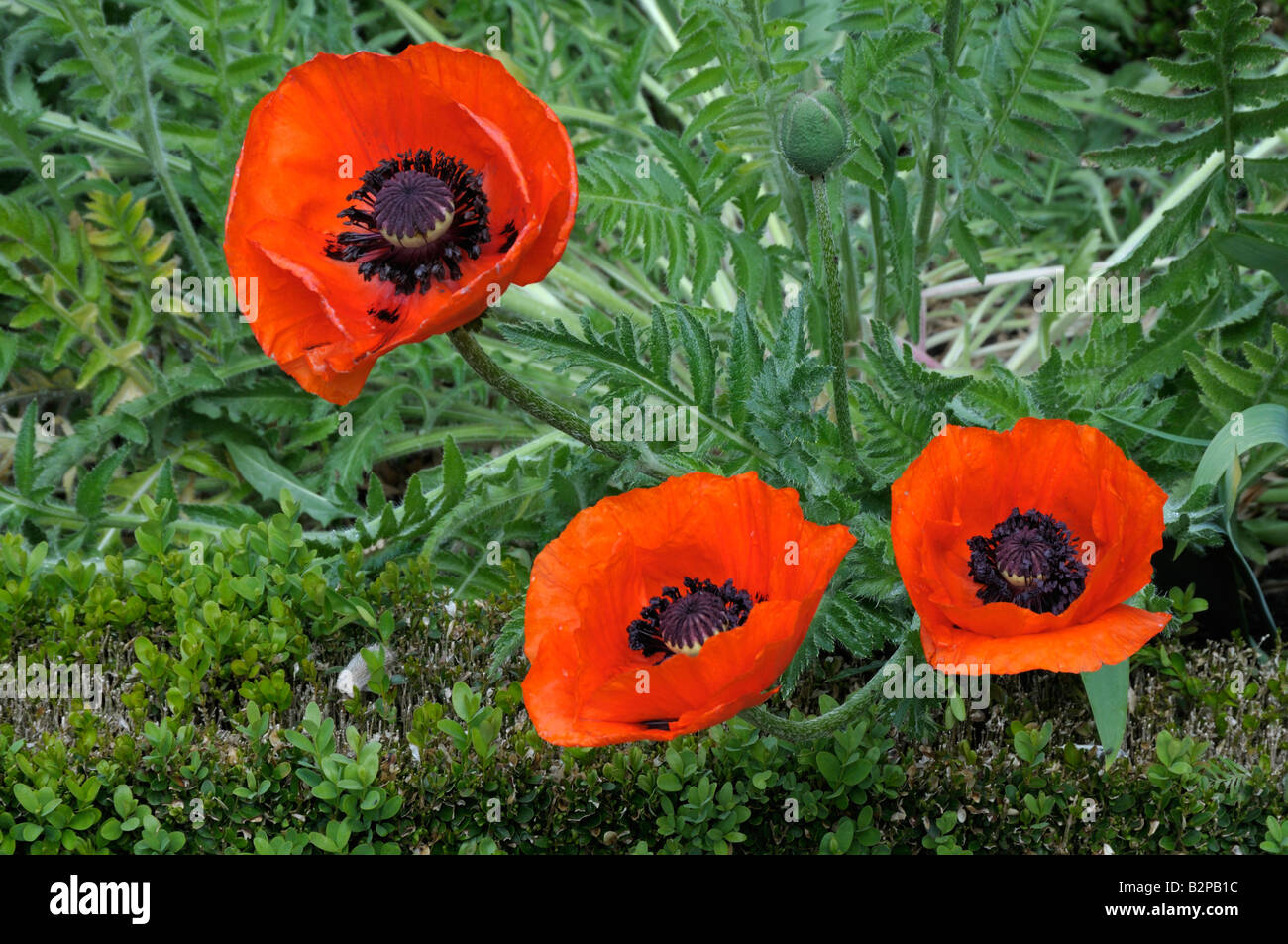 Oriental Poppy (Papaver orientalis), flowering Stock Photo