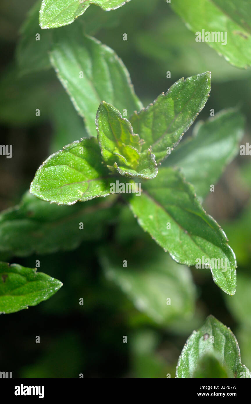 Peppermint (Mentha x piperita), variety Mitcham, leaves Stock Photo