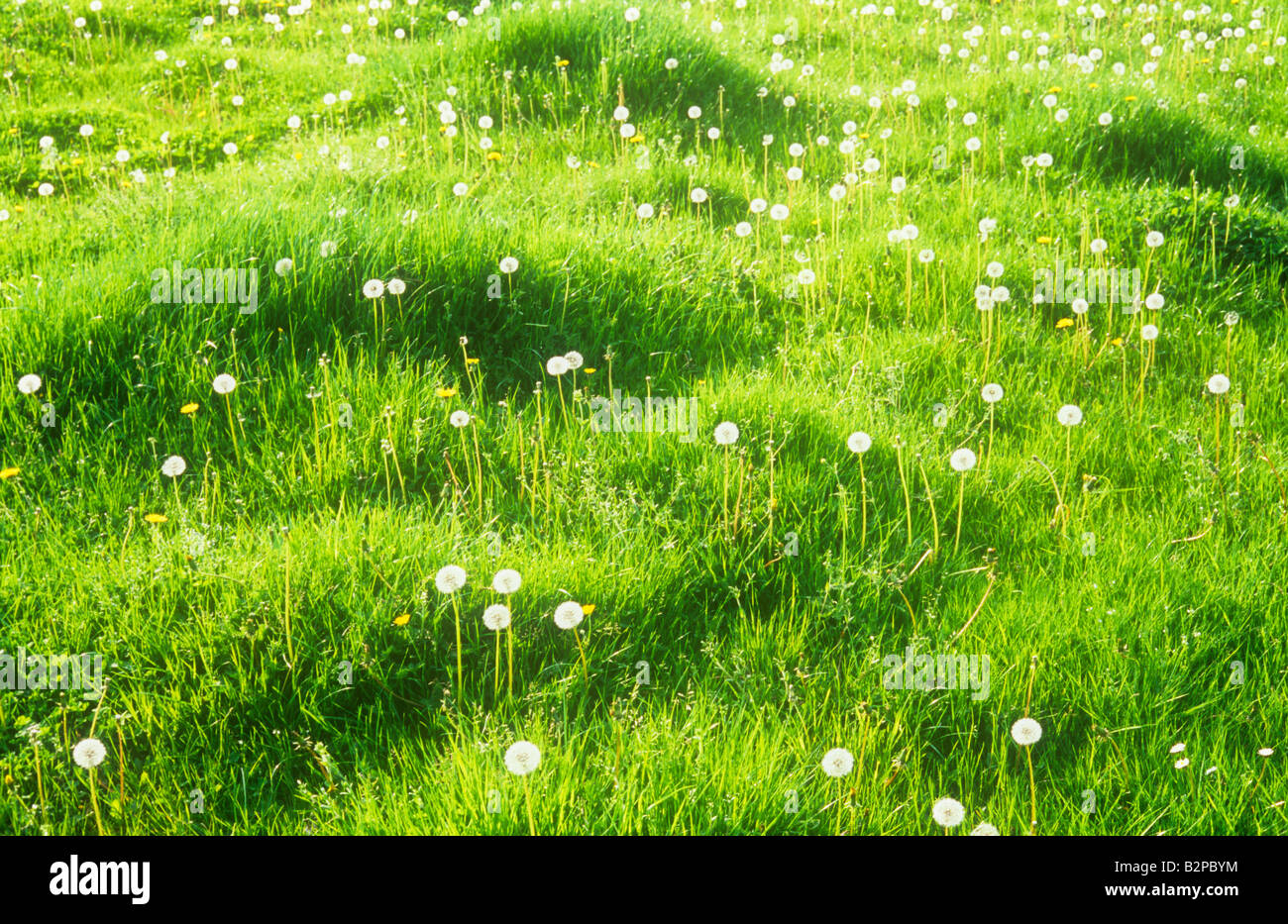 Unimproved pasture containing mounds of fresh spring grass and colonised by backlit Common dandelion seedheads Stock Photo