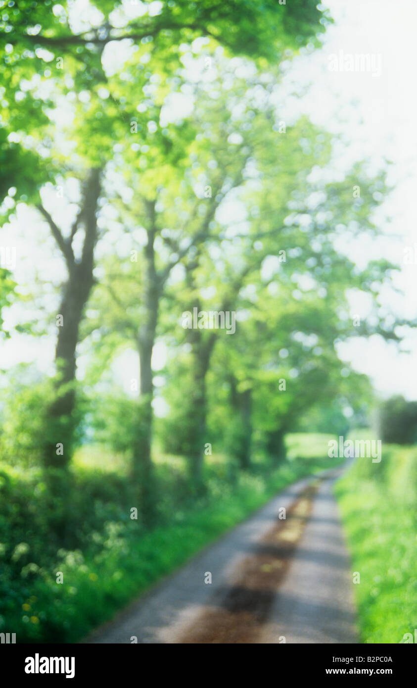 Spring; a country lane on the way to Milborne Wick, Somerset, England, UK  Stock Photo - Alamy