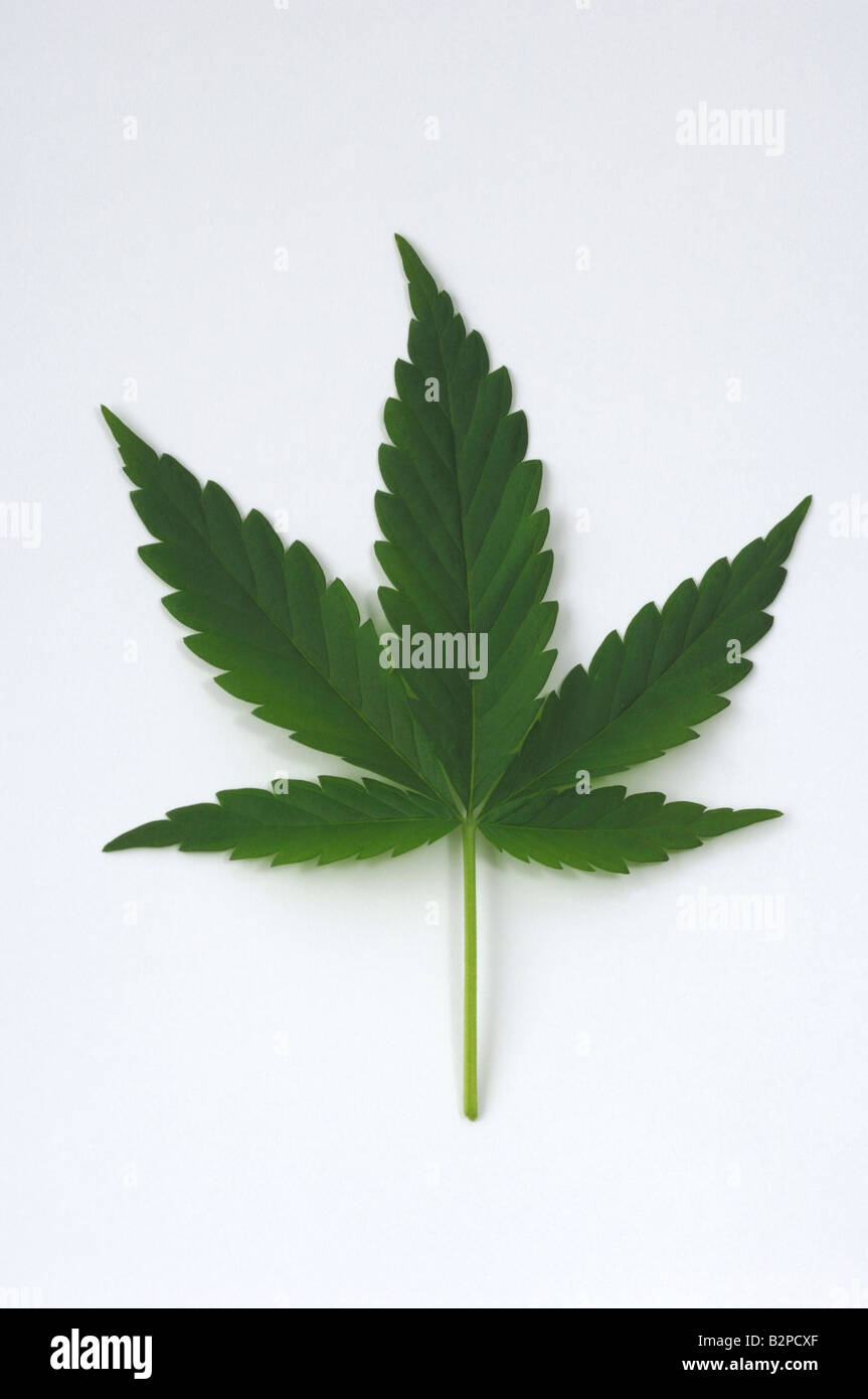 Hemp, Cannabis (Cannabis sativa), leaf, studio picture Stock Photo