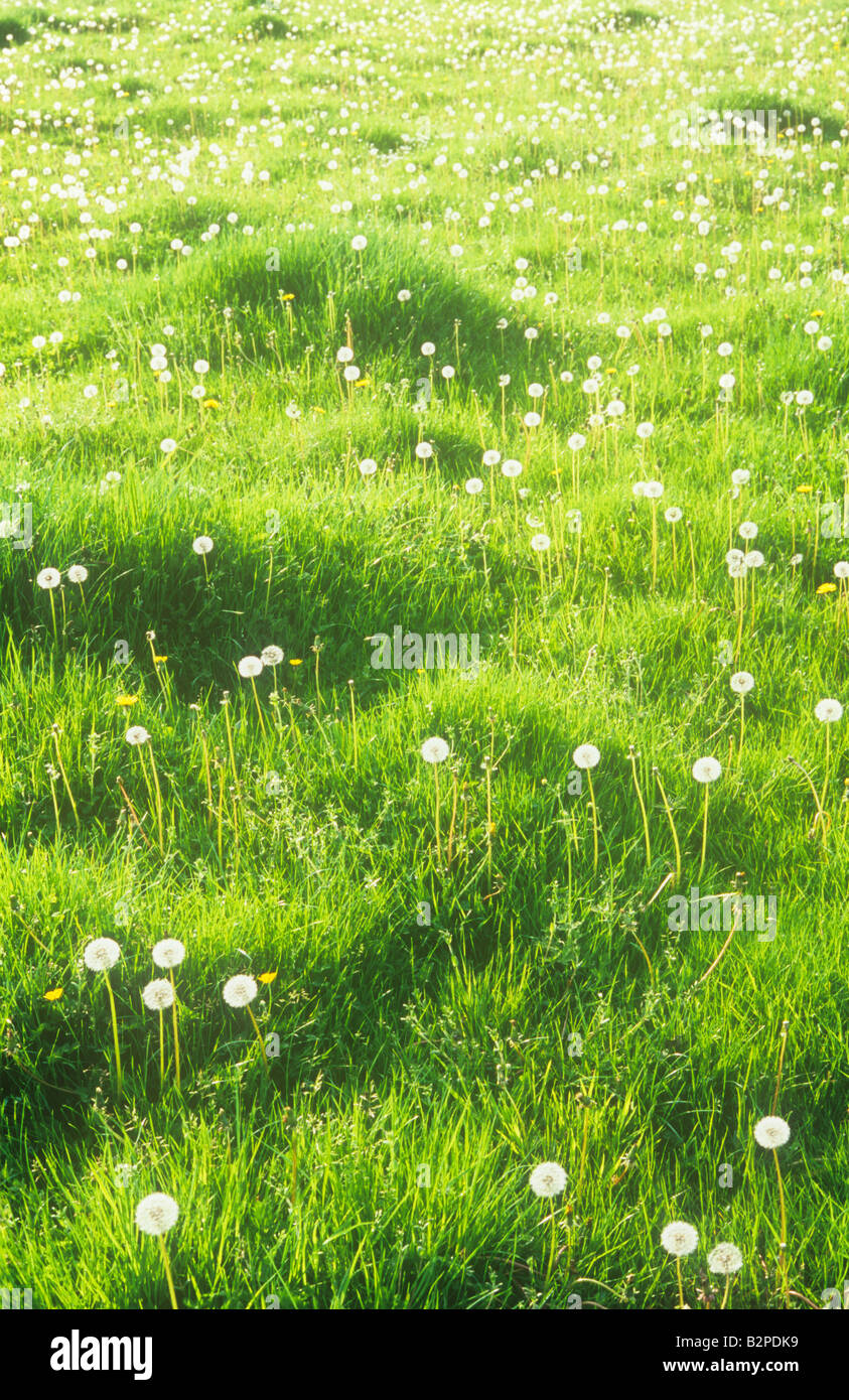 Unimproved pasture containing mounds of fresh spring grass and colonised by backlit Common dandelion seedheads Stock Photo